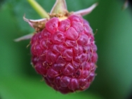 https://upload.wikimedia.org/wikipedia/commons/a/a3/Rubus_idaeus_a1.jpg